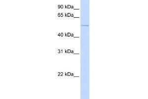 WB Suggested Anti-ACVR1 Antibody Titration:  0. (ACVR1 antibody  (N-Term))