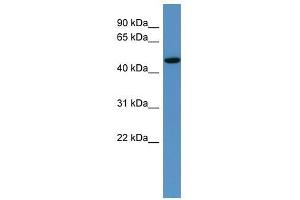 Western Blot showing Hdac3 antibody used at a concentration of 1-2 ug/ml to detect its target protein. (HDAC3 antibody  (C-Term))