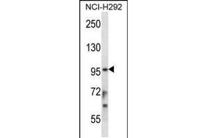 Western blot analysis in NCI-H292 cell line lysates (35ug/lane). (STAT4 antibody  (C-Term))