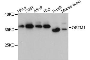 Western blot analysis of extracts of various cell lines, using OSTM1 Antibody (ABIN5998424) at 1:3000 dilution. (OSTM1 antibody)