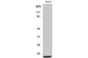 Western Blotting (WB) image for anti-Pre-mRNA Branch Site Protein p14 (SF3B14) (C-Term) antibody (ABIN3177333) (Pre-mRNA Branch Site Protein p14 (SF3B14) (C-Term) antibody)