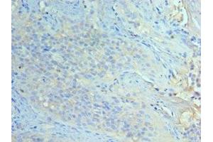 Immunohistochemistry of paraffin-embedded human tonsil tissue using ABIN7151465 at dilution of 1:100