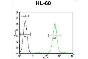 FOXC2 Antibody (Center ) (ABIN655526 and ABIN2845039) flow cytometric analysis of HL-60 cells (right histogram) compared to a negative control cell (left histogram).