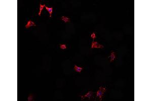 ABIN6276890 staining HepG2? (Vip antibody  (Internal Region))