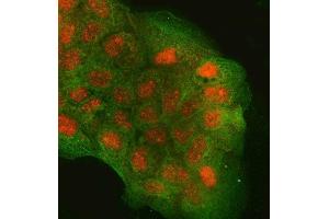 IF analysis of RGS9 and Tubulin beta using anti-RGS9 antibody (ABIN7599945) and anti-Tubulin beta antibody (ABIN7602744). (RGS antibody  (AA 13-638))