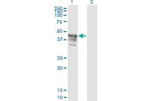 Western Blot analysis of PAIP1 expression in transfected 293T cell line by PAIP1 monoclonal antibody (M04), clone 2D11. (PAIP1 antibody  (AA 76-185))
