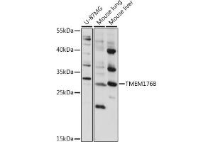 Western blot analysis of extracts of various cell lines, using TMEM176B antibody (ABIN7270960) at 1:1000 dilution. (TMEM176B antibody  (AA 148-208))