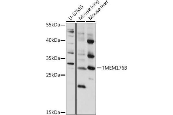 TMEM176B antibody  (AA 148-208)