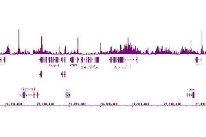 Histone H4K5ac antibody (pAb) tested by ChIP-Seq. (Histone H4 antibody  (acLys5))