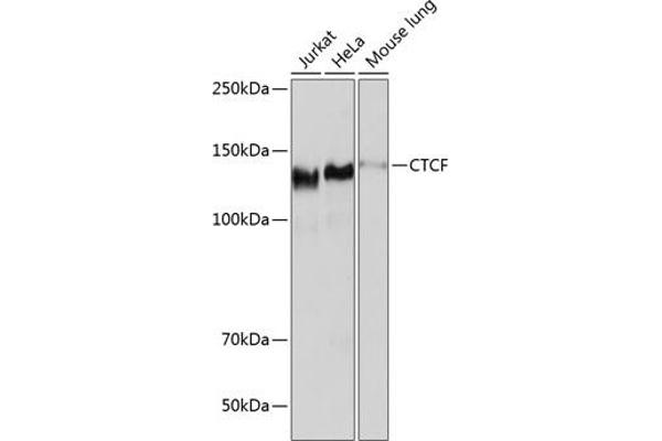 CTCF antibody