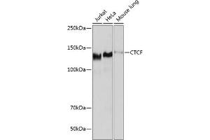 Western blot analysis of extracts of various cell lines, using CTCF antibody (ABIN7266164) at 1:1000 dilution. (CTCF antibody)