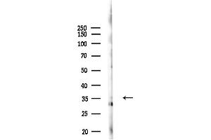 Western blot analysis of lysates from Mouse liver, using OR9G4 Antibody at 1/1000 dilution.