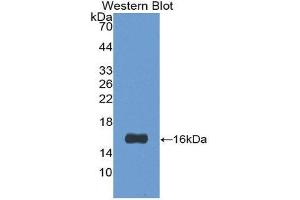 Western Blotting (WB) image for anti-Lectin, Galactoside-Binding, Soluble, 1 (LGALS1) (AA 1-135) antibody (FITC) (ABIN1172770) (LGALS1/Galectin 1 antibody  (AA 1-135) (FITC))