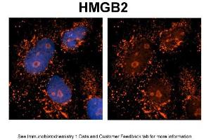 Sample Type: NT2 cells Red: Antibody Blue: DAPI Primary Dilution: 1ug/50ul antibody Secondary Antibody: Alexa goat anti-rabbit 594 Image Submitted by: Yuzhi Chen, University of Arkansas for Medical Sciences (HMGB2 antibody  (Middle Region))