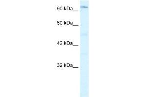 WB Suggested Anti-ZNF409 Antibody Titration:  0. (ZFHX2 antibody  (Middle Region))