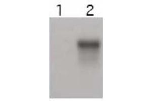 Image no. 1 for anti-Cyclin E2 (CCNE2) (C-Term) antibody (ABIN401374) (Cyclin E2 antibody  (C-Term))
