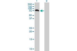 Western Blot analysis of MAP3K7 expression in transfected 293T cell line by MAP3K7 MaxPab polyclonal antibody. (MAP3K7 antibody  (AA 1-579))