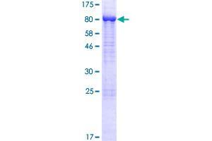 STXBP1 Protein (AA 1-603) (GST tag)