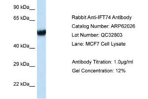 Western Blotting (WB) image for anti-Intraflagellar Transport Protein 74 Homolog (IFT74) (C-Term) antibody (ABIN2774331) (IFT74 antibody  (C-Term))