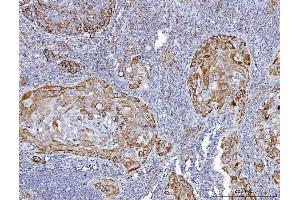 IHC analysis of GLUD1/2 using anti-GLUD1/2 antibody (ABIN7602000). (GLUD1 / GLUD2 (AA 54-553) antibody)