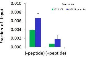 Chromatin Immunoprecipitation (ChIP) Using HDAC2 antibody - middle region  and HCT116 Cells (HDAC2 antibody  (Middle Region))