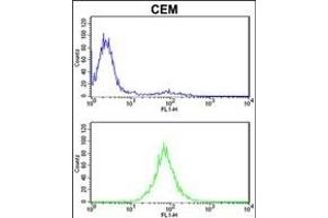 PSMD7 Antibody (N-term) (ABIN389456 and ABIN2839522) flow cytometric analysis of CEM cells (bottom histogram) compared to a negative control cell (top histogram).