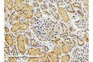 ABIN2562421 (4µg/ml) staining of paraffin embedded Human Kidney. (ENOX2 antibody  (Internal Region))