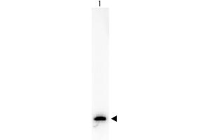 Western Blot of Anti-GFP (MOUSE) Monoclonal Antibody Biotin Conjugated antibody. (GFP antibody  (AA 246) (Biotin))