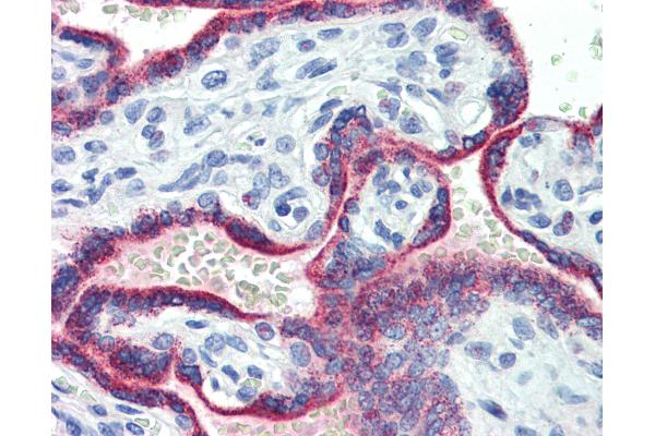 ASH2L antibody  (AA 288-337)