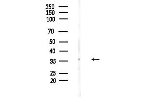 anti-AKT1 Substrate 1 (Proline-Rich) (AKT1S1) (pSer183) antibody