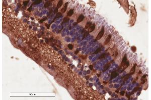 Antibody (4µg/ml) staining of paraffin embedded Human Retina. (ARR3 antibody  (C-Term))