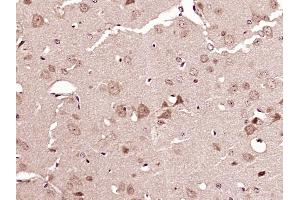 Paraformaldehyde-fixed, paraffin embedded mouse brain Antigen retrieval by boiling in sodium citrate buffer (pH6. (ATG4A antibody  (AA 51-150))