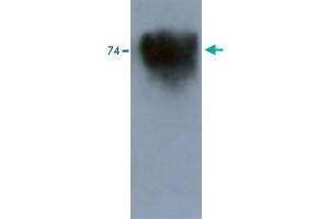 Western blot analysis in mouse brain tissue extract using Kcnd3 polyclonal antibody .