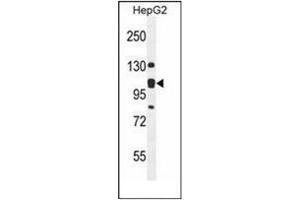 Western blot analysis of KIAA0090 Antibody (C-term) in HepG2 cell line lysates (35ug/lane). (KIAA0090 antibody  (C-Term))