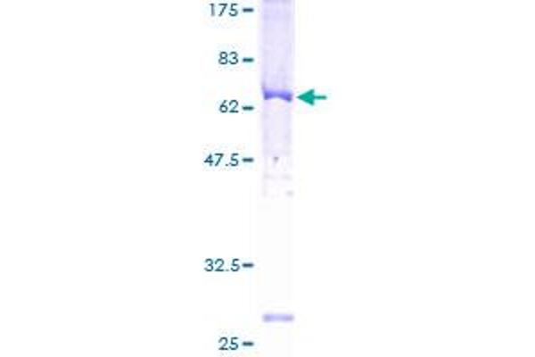 ADRBK2 Protein (AA 1-387) (GST tag)