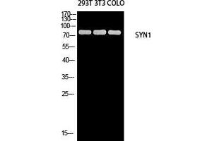 Western Blot (WB) analysis of 293T 3T3 COLO205 using SYN1 antibody. (SYN1 antibody)