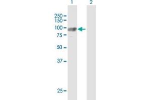 Western Blot analysis of GNS expression in transfected 293T cell line by GNS MaxPab polyclonal antibody. (GNS antibody  (AA 1-552))
