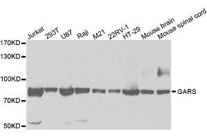 Western Blotting (WB) image for anti-Glycyl-tRNA Synthetase (GARS) antibody (ABIN1876623) (GARS antibody)