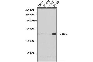Western blot analysis of extracts of various cell lines using UBE3C Polyclonal Antibody at dilution of 1:1000. (UBE3C antibody)