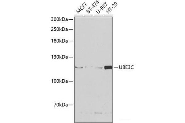 UBE3C antibody