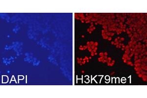 Immunofluorescence analysis of 293T cell using H3K79me1 antibody. (Histone 3 antibody  (H3K79me))