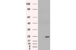HEK293 overexpressing GSTP1 (ABIN5434700) and probed with ABIN185418 (mock transfection in first lane). (GSTP1 antibody  (Internal Region))