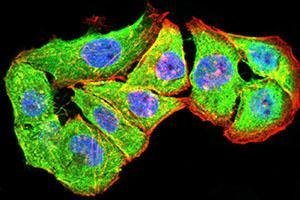 Immunofluorescence analysis of Hela cells using P2RY4 mouse mAb (green). (P2RY4 antibody)