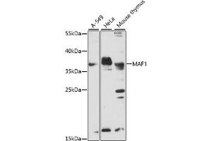 Western blot analysis of extracts of various cell lines, using MAF1 antibody. (MAF1 antibody)