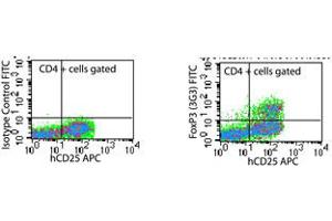 Image no. 2 for anti-Forkhead Box P3 (FOXP3) (AA 2-136), (N-Term) antibody (FITC) (ABIN231950) (FOXP3 antibody  (N-Term) (FITC))