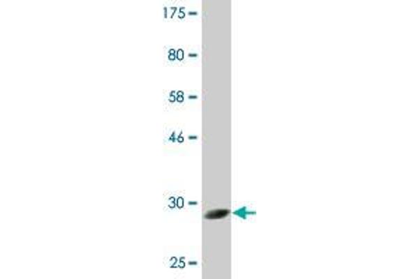 Copine V antibody  (AA 393-450)