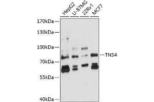 Western blot analysis of extracts of various cell lines, using TNS4 antibody (ABIN6129139, ABIN6149374, ABIN6149375 and ABIN6224770) at 1:3000 dilution. (Tensin 4 antibody  (AA 380-520))