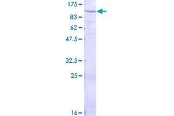 PAMR1 Protein (AA 1-737) (GST tag)