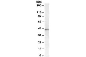 Western blot testing of human skin lysate with MC2R antibody at 1ug/ml. (MC2R antibody)