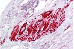Anti-ITM2B antibody IHC staining of human small intestine, myenteric plexus.
